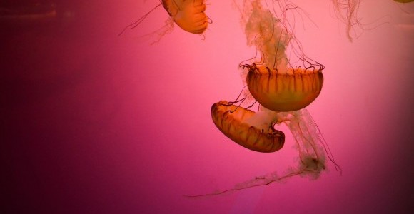 The Big Idea | Creative Disruption: The Sector Inventing The New Economy